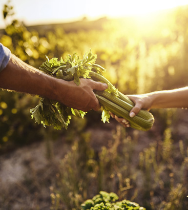 Cropped shot of a woman passing freshly picked celery to a man on a farm