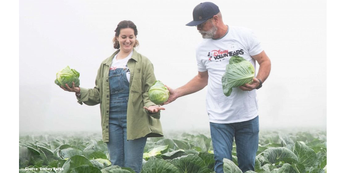 Two people picking cabbages