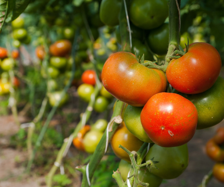 Photo of tomatoes ripe on the vine