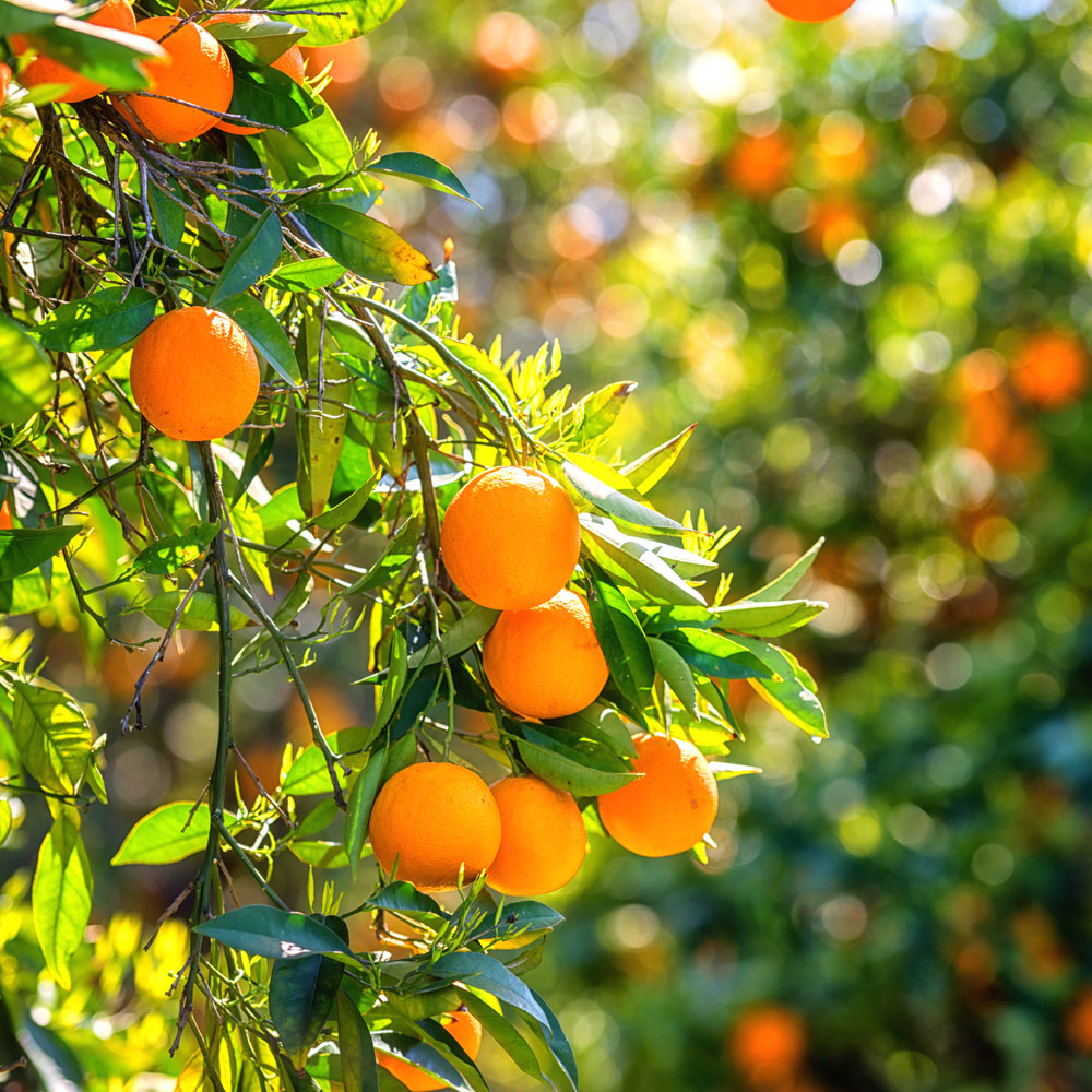 closeup of orange tree